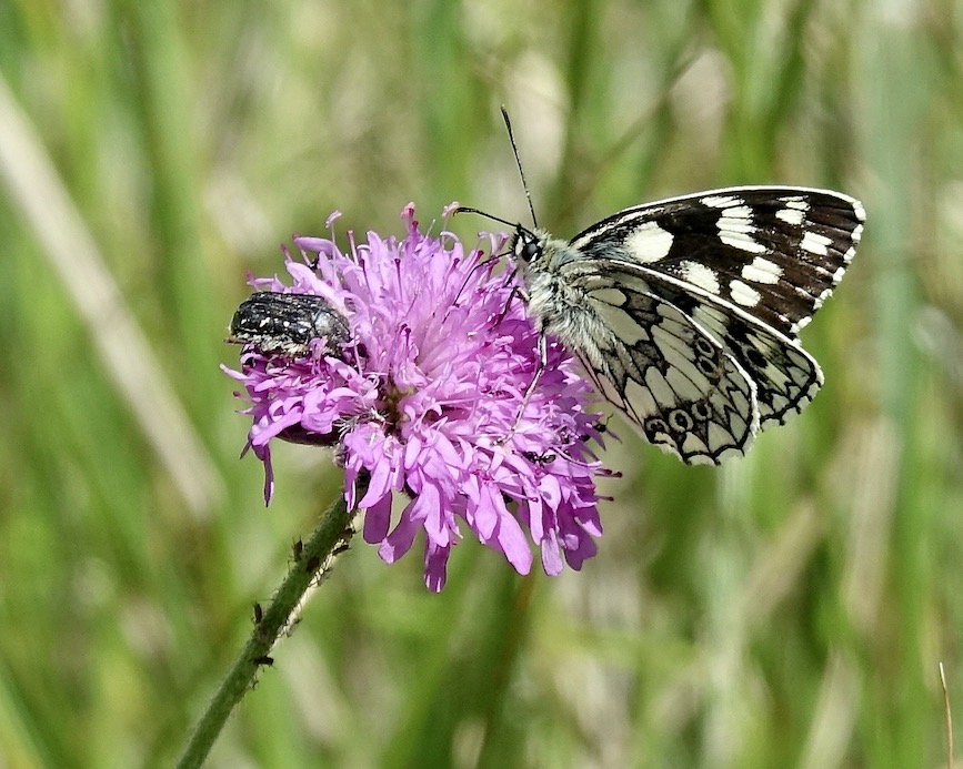 marbled white